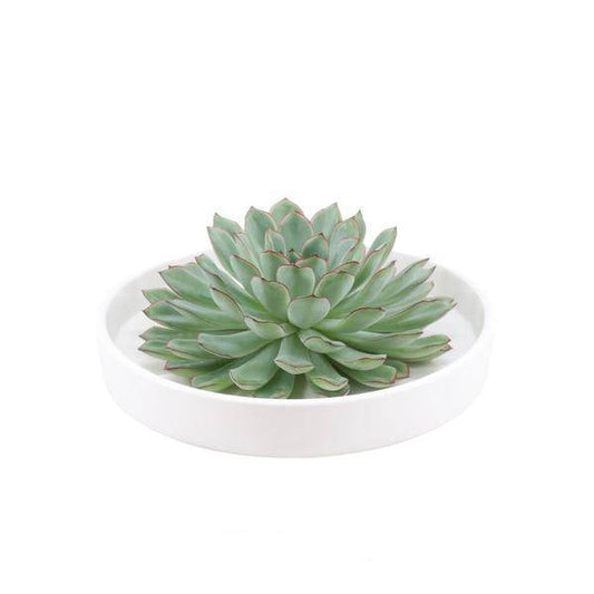 Sukkulente - Echeveria Pulidonis in Schale 'Weiß' - Zimmerpflanze - Ø20cm - ↕5cm 