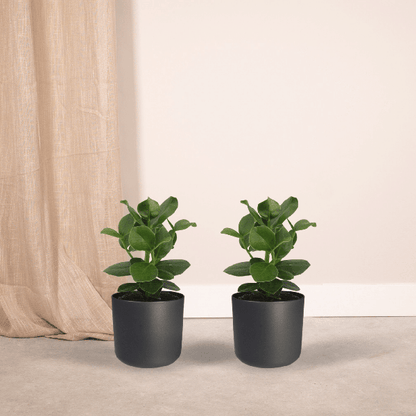 Signaturbaum - Clusia Princess - Zimmerpflanze - Ø12cm - ↕15cm - 2 Stück