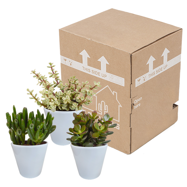 Dickblatt - Crassula - Mix - 8,5 cm - 3 Stück - im Witte-Topf