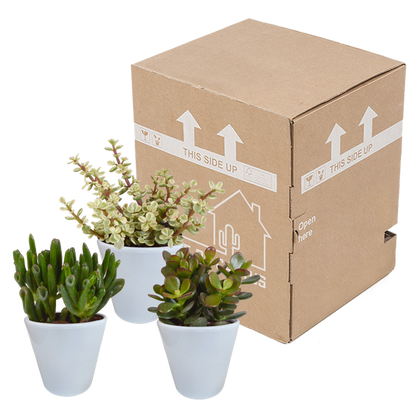 Dickblatt - Crassula - Mix - 8,5 cm - 3 Stück - im Witte-Topf