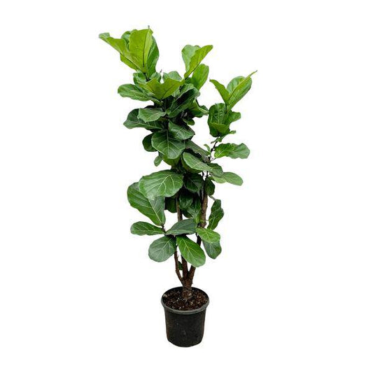Feigenbaum – Ficus Lyrata – ca. 170cm hoch – Ø32cm – Geigenfeige als imposante Zimmerpflanze – XXL Grünpflanze mit großen Blättern – Dekorative Pflanze für Wohnzimmer & Büro 