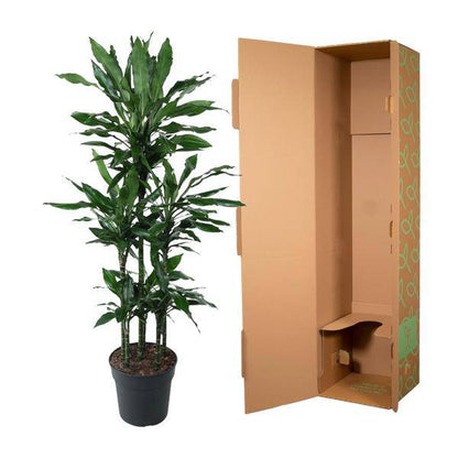 Drachenbaum - Dracaena Janet Lind Karussell - 140 cm - ø31cm