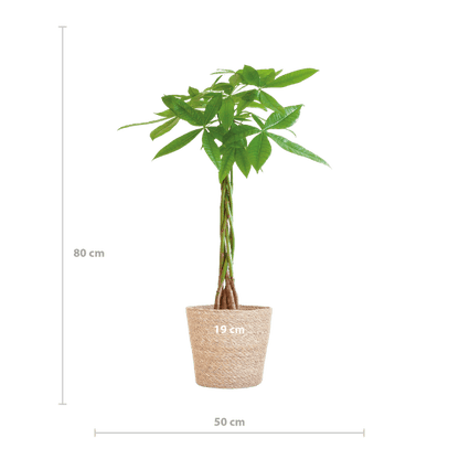 Pachira Aquatica 80cm – Glückskastanie Zimmerpflanze Ø21cm im naturfarbenen Seegras-Korb Sofia – Geldbaum mit geflochtenem Stamm 