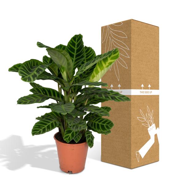 Calathea Zebrina - Pauenpflanze - Ø19cm - ↕80cm - Oasis of Life