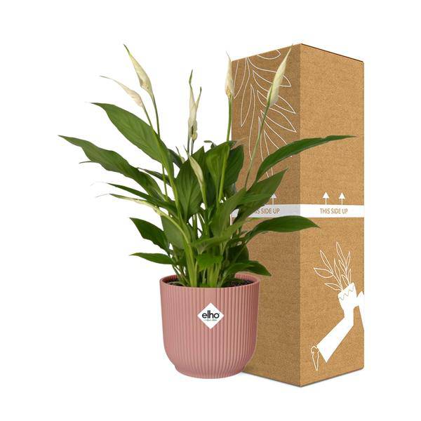 Einblatt - Spathiphyllum Torelli - Zimmerpflanze - 12cm + Topf Vibes Fold 14cm Rosa