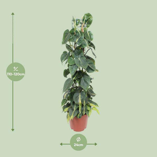 Baumfreund - Philodendron Scandens Brasil - Zimmerpflanze - Ø24cm - ↕120cm 