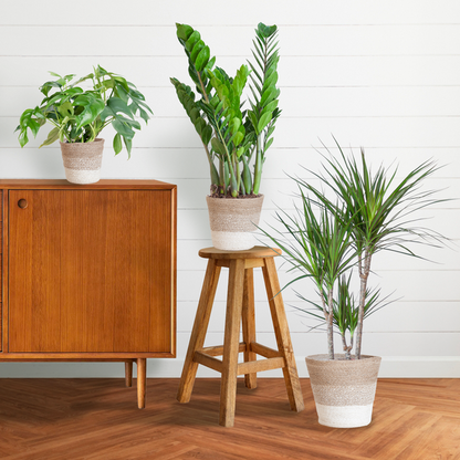 Schatten-Pflanzset Lissabon Weiß – Zimmerpflanzen mit Korb – Halbschatten-Pflanzen-Mix – Monstera, Zamioculcas & Dracaena – Nachhaltiger Jutekorb 