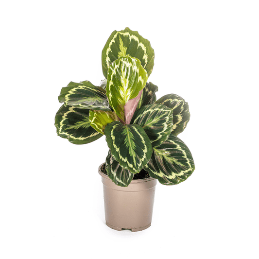 Calathea Medallion – Korbmarante – Ø17cm – ↕40-50cm – Exotische Zimmerpflanze mit dekorativen Blättern – Pflegeleicht & luftreinigend – Für Wohnräume & Büro 