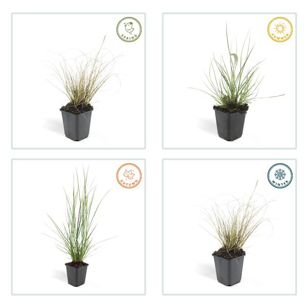 Lampenputzergras Pennisetum alopecuroides 'Hameln' – ↕10-25cm – Ø9cm – 6 Pflanzen – Cremige Blüten von August–Herbst – Pflegeleichtes Ziergras für Garten & Pflanzgefäße