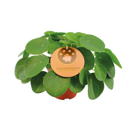 Chinesischer Geldbaum - Pilea Peperomioides - Zimmerpflanze - Ø15cm - ↕30cm 