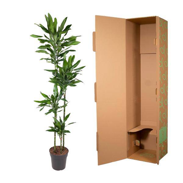 Drachenbaum – Dracaena Janet Lind 180cm – Ø27cm – Zimmerpflanze mit großen, dunkelgrünen Blättern – Pflegeleichte Grünpflanze für Wohnzimmer, Büro & Wintergarten 