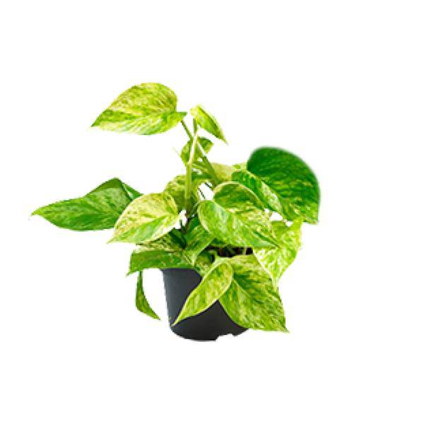 Epipremnum Marble Queen - Scindapsus - Ø15cm - ↕25cm - Ø12 - ↨15cm - Oasis of Life