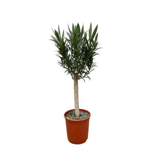 Rosenlorbeer – Nerium Oleander auf Stiel 110cm – Ø22cm – Immergrüne Kübelpflanze mit roten Blüten – Mediterrane Zierpflanze für Garten, Terrasse & Balkon – Duftend & pflegeleicht 