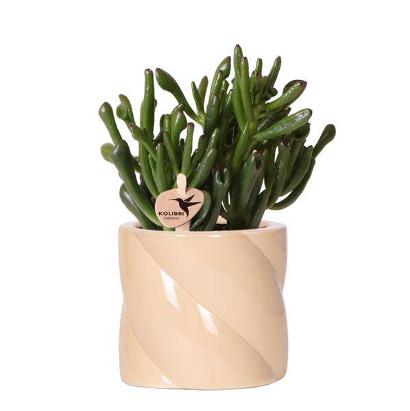 Sukkulente Crassula Hobbit – Zimmerpflanze Ø9cm – inkl. Candy-Topf Pfirsich – Pflegeleichte Grünpflanze im dekorativen Keramiktopf – Ideal für Wohnzimmer, Büro & Geschenkidee 