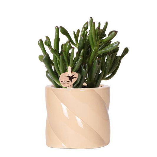 Sukkulente Crassula Hobbit – Zimmerpflanze Ø9cm – inkl. Candy-Topf Pfirsich – Pflegeleichte Grünpflanze im dekorativen Keramiktopf – Ideal für Wohnzimmer, Büro & Geschenkidee 