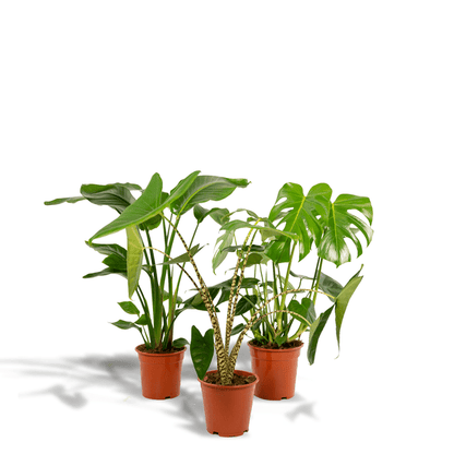 Pflanzenset - Monstera Deliciosa - Ø21cm - ↕75cm + Alocasia Zebrina - Ø19cm - ↕75cm + Strelitzia Nicolai - Ø19cm - ↕85cm 