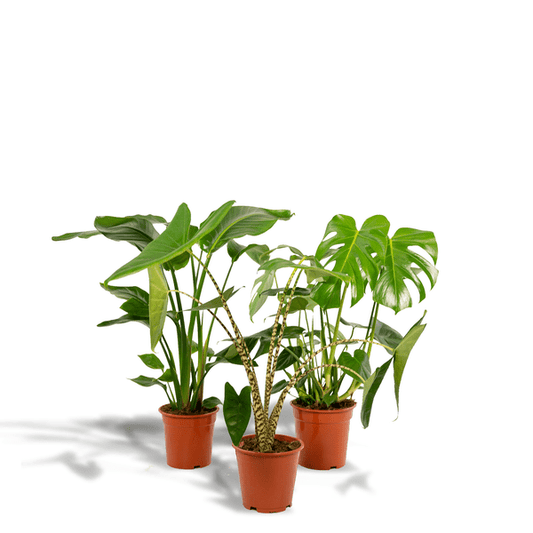 Pflanzenset - Monstera Deliciosa - Ø21cm - ↕75cm + Alocasia Zebrina - Ø19cm - ↕75cm + Strelitzia Nicolai - Ø19cm - ↕85cm 