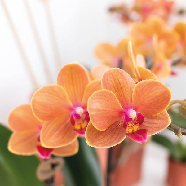 Orange Phalaenopsis Orchidee - Mineral Bolzano - Topfgröße Ø9cm | blühende Topfpflanze - frisch vom Züchter - Oasis of Life