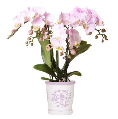 Phalaenopsis Orchidee Portugal Rosa – Zimmerpflanze Ø9cm – elegante Orchidee im Keramiktopf Malaga Rosa – dekorative Blühpflanze für Wohnzimmer & Büro 