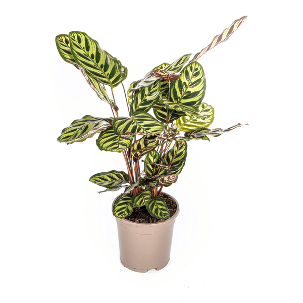 Calathea Makoyana Pfauen-Korbmaranthe – Zimmerpflanze Ø17cm – ca. 40-50cm hoch – Dekorative Blätter mit roter Unterseite 