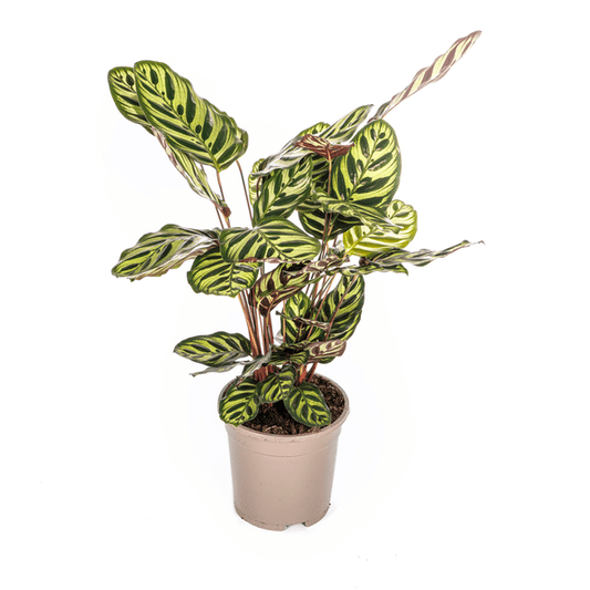 Calathea Makoyana Pfauen-Korbmaranthe – Zimmerpflanze Ø17cm – ca. 40-50cm hoch – Dekorative Blätter mit roter Unterseite 