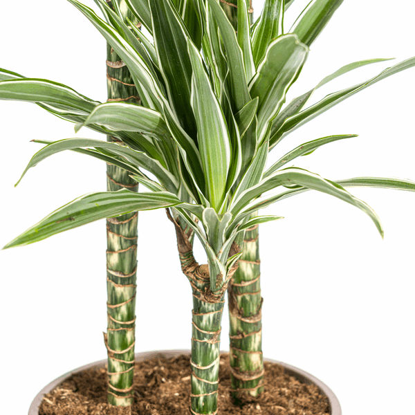 Dracaena Deremensis White Stripe – Drachenbaum – Ø24cm – ↕130-150cm – Elegante Zimmerpflanze mit weißen Blattstreifen – Pflegeleicht & luftreinigend 