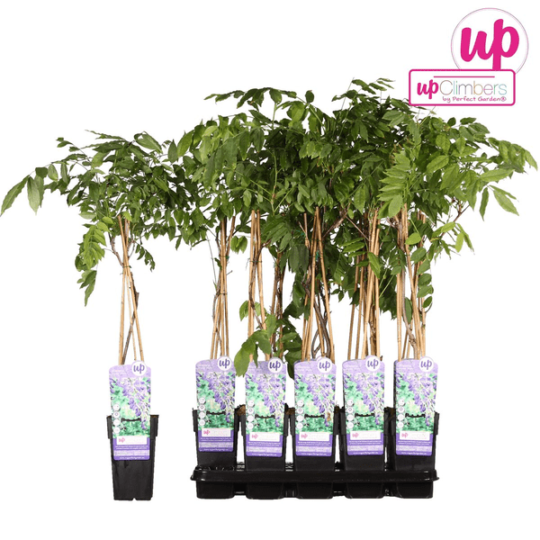 Chinesischer Blauregen - Wisteria sinensis 'Prolific' Glyzinie - Ø15cm - ↕65cm