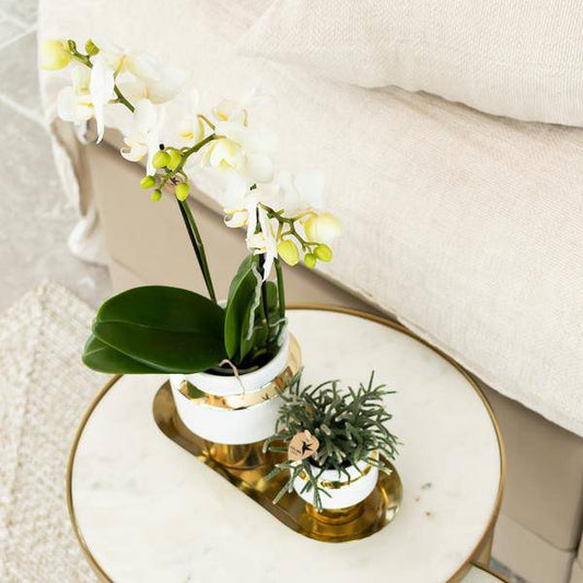 Kolibri Orchids | Weiße Phalaenopsis Orchidee - Amabilis + Le Chic dekorativer Topf gold - Topfgröße Ø9cm - 40cm hoch | blühende Zimmerpflanze im Blumentopf - frisch vom Züchter - Oasis of Life