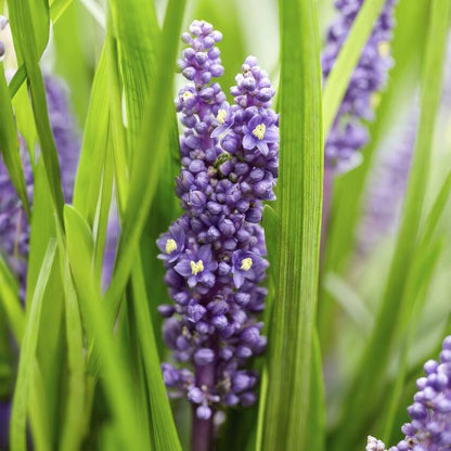Lilientraube - Liriope muscari 'Big Blue' - ↕10-25cm - Ø9cm - 12 Stück