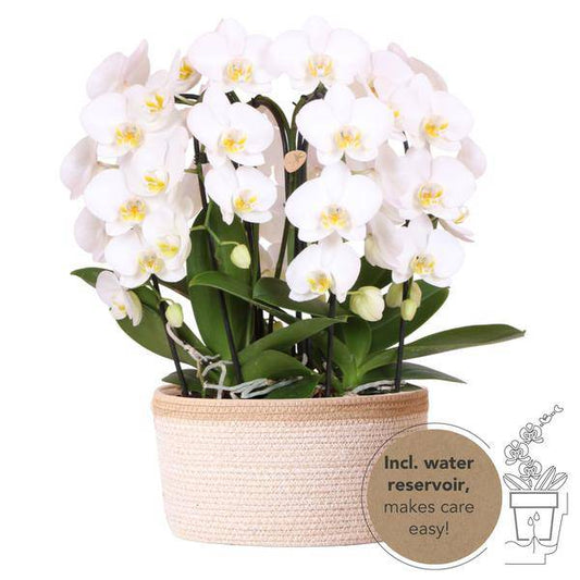 Orchideen-Set Weiß im Baumwollkorb – 3x Kolibri Orchidee Niagara Falls – Ø12cm – Mit Wassertank & Dochtsystem – Selbstversorgende Zimmerpflanzen – Mono Bouquet in Weiß