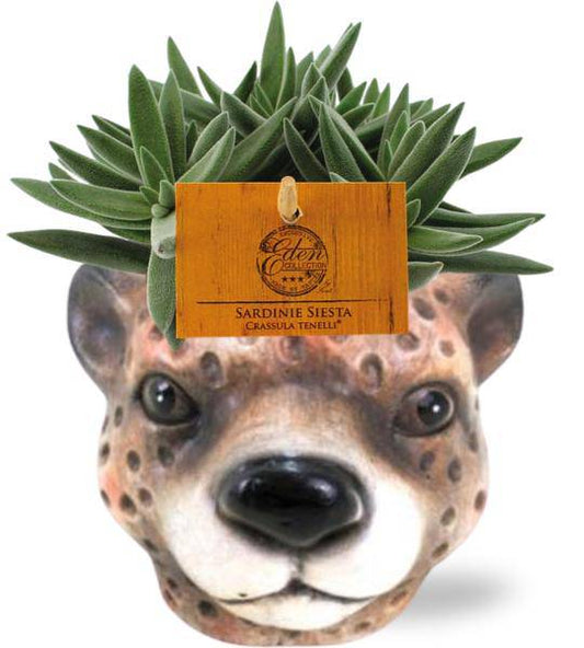 Crassula Tenelli – Sukkulente – Zimmerpflanze – Ø11cm – ca. 15cm hoch – In Keramiktopf Leopard Braun Ø12x9,5cm – Pflegeleicht & dekorativ 