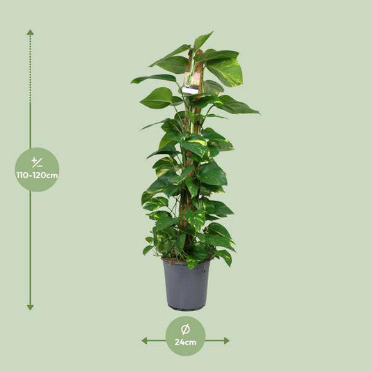 Efeutute Scindapsus Epipremnum – Zimmerpflanze – Ø24 cm Topf – Ca. 120 cm hoch – Pflegeleichte Kletterpflanze mit leuchtend grünem Laub – Ideal für Halbschatten – Fabien Pflanzen 
