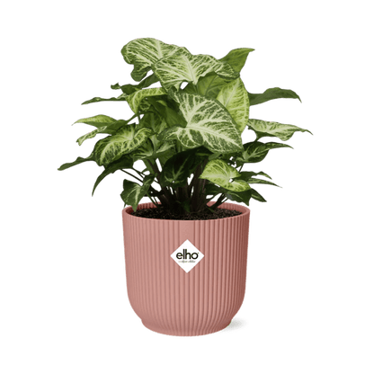 Purpurtute - Syngonium Arrow - Zimmerpflanze + Topf Vibes Fold 14cm Rosa