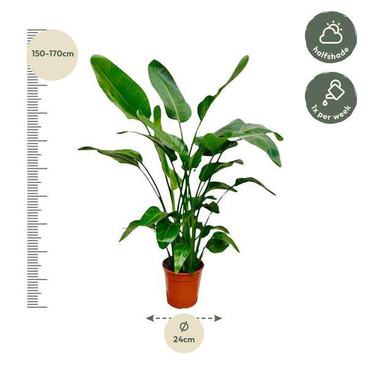 Baum-Strelitzie – Strelitzia Nicolai – Zimmerpflanze – 150cm – Ø24cm – tropische Bananenpflanze mit großen grünen Blättern für Wohnzimmer, Büro und Wintergarten 