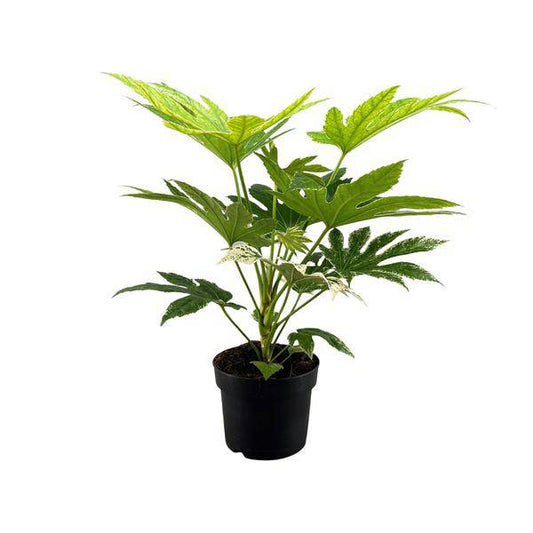 Zimmeraralie - Fatsia Japonica Spider web - Zimmerpflanze - Ø17cm - ↕50cm