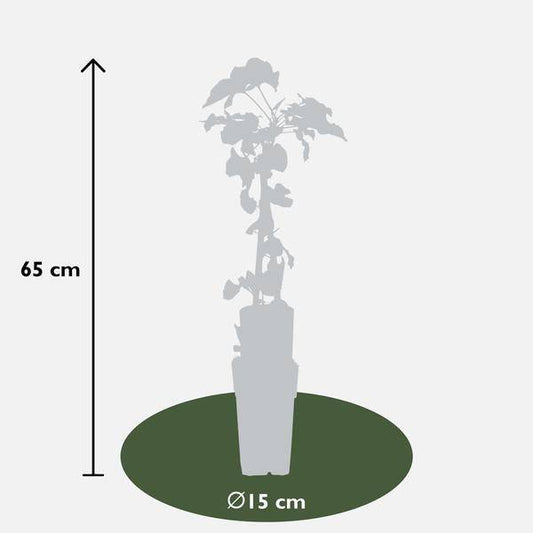 Schlingknöterich - Fallopia baldschuanica - Brautschleier - Ø15cm - ↕65cm