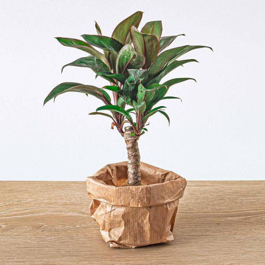 Mini-Palme Cordyline fruticosa Purple Compacta – Terrarienpflanze – Ø6cm – Kompakte Keulenlilie mit violettem Laub – Pflegeleicht & dekorativ 