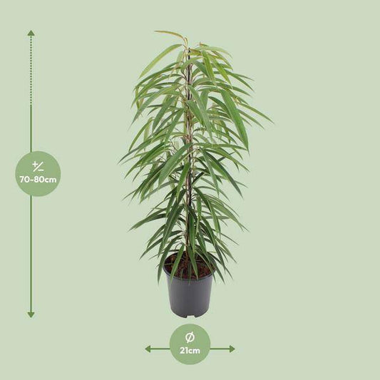Schmalblättrige Birkenfeige - Ficus Binnendijkii Alii - Zimmerpflanze - Ø21cm - ↕80cm 