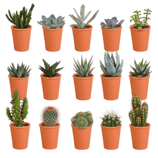 Sukkulenten Kaktus Mix - 5,5 cm - 15 Stück - Zimmerpflanze - im Terrakotta-Topf 