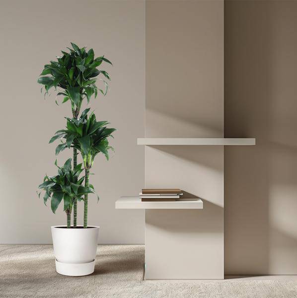 Drachenbaum - Dracaena Tatuade - Zimmerpflanze - 140cm - ø24cm