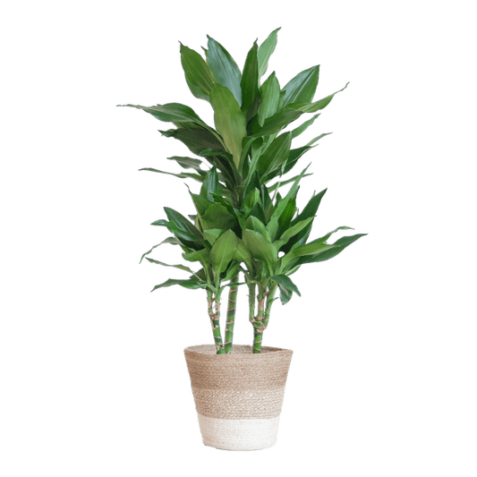 Dracaena Janet Lind 95cm – Drachenbaum Zimmerpflanze Ø21cm – pflegeleichte luftreinigende Grünpflanze im nachhaltigen Jutekorb Lissabon Weiß – dekorativer Blickfang für Zuhause & Büro 