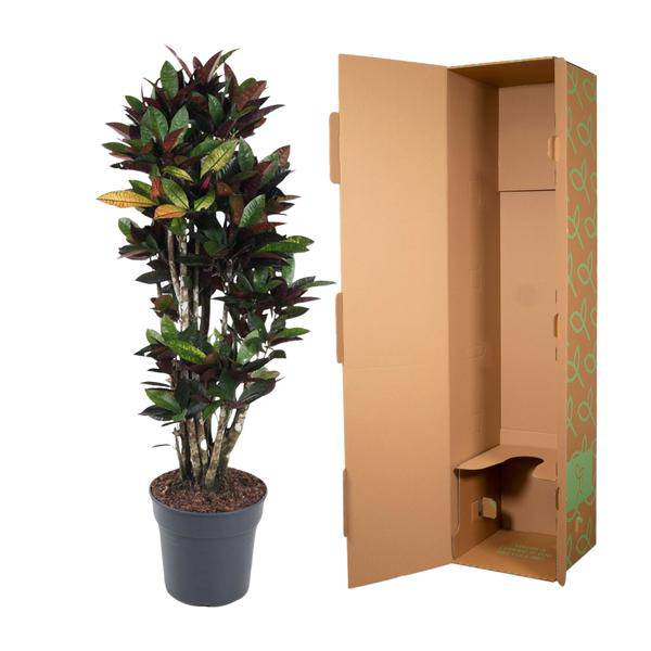 Wunderstrauch - Codiaeum Mrs Iceton - Zimmerpflanze - 140cm - ø31cm