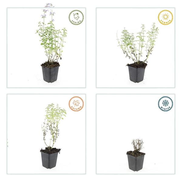 Nepeta 'Walker's Low' – 6 Pflanzen – Katzenminze – Lavendelblaue Blüten – Silbergrünes Laub – Pflegeleichte Staude – Sonnig – Bienen & Schmetterlinge