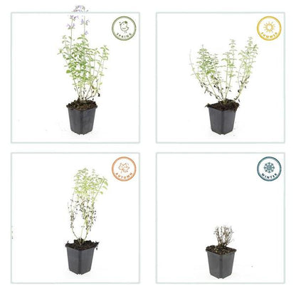 Nepeta 'Walker's Low' – 6 Pflanzen – Katzenminze – Lavendelblaue Blüten – Silbergrünes Laub – Pflegeleichte Staude – Sonnig – Bienen & Schmetterlinge