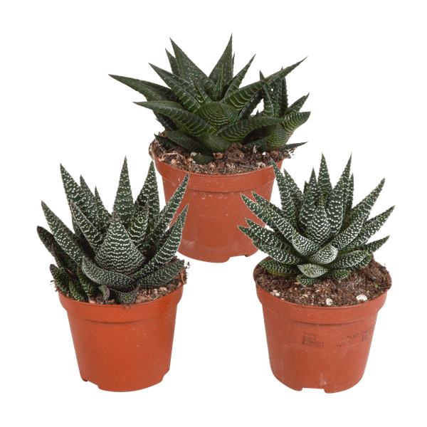 Sukkulente - Gasteria/Haworthia - Mix 8,5cm - 3 Stück