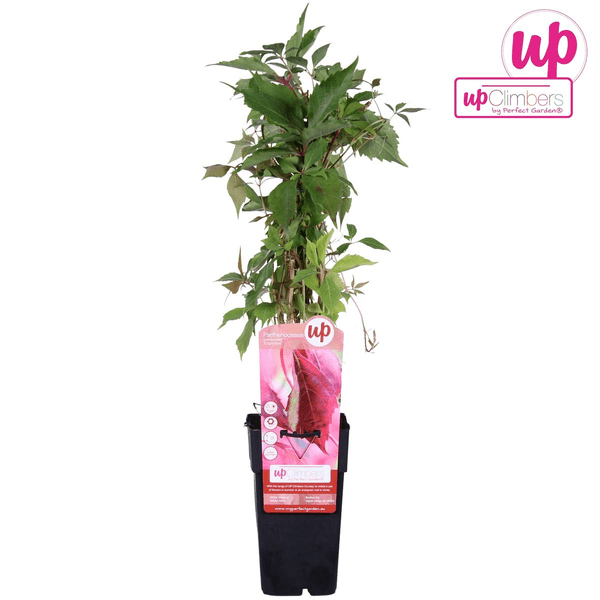 Wilder Wein - Parthenocissus q. var. 'Engelmannii' - Ø15cm - ↕65cm