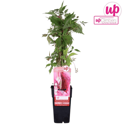 Wilder Wein - Parthenocissus q. var. 'Engelmannii' - Ø15cm - ↕65cm