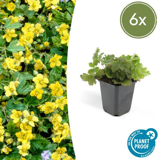 Waldsteinie Waldsteinia ternata – 6 Pflanzen – Bodendeckerpflanze 10–25 cm – Ø9 cm – Sonnig & Schattig – Gelbe Blüten
