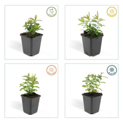 Hypericum calycinum – Großkelchiges Johanniskraut – ↕10-25 cm – Ø9 cm – 40 Pflanzen – Reich blühender Bodendecker – Pflegeleicht & sonnig