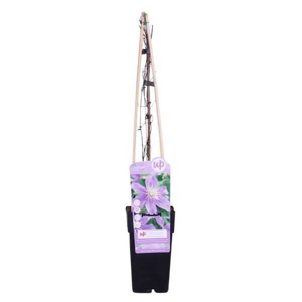 Waldrebe - Clematis Justa - Ø15cm - ↕65cm
